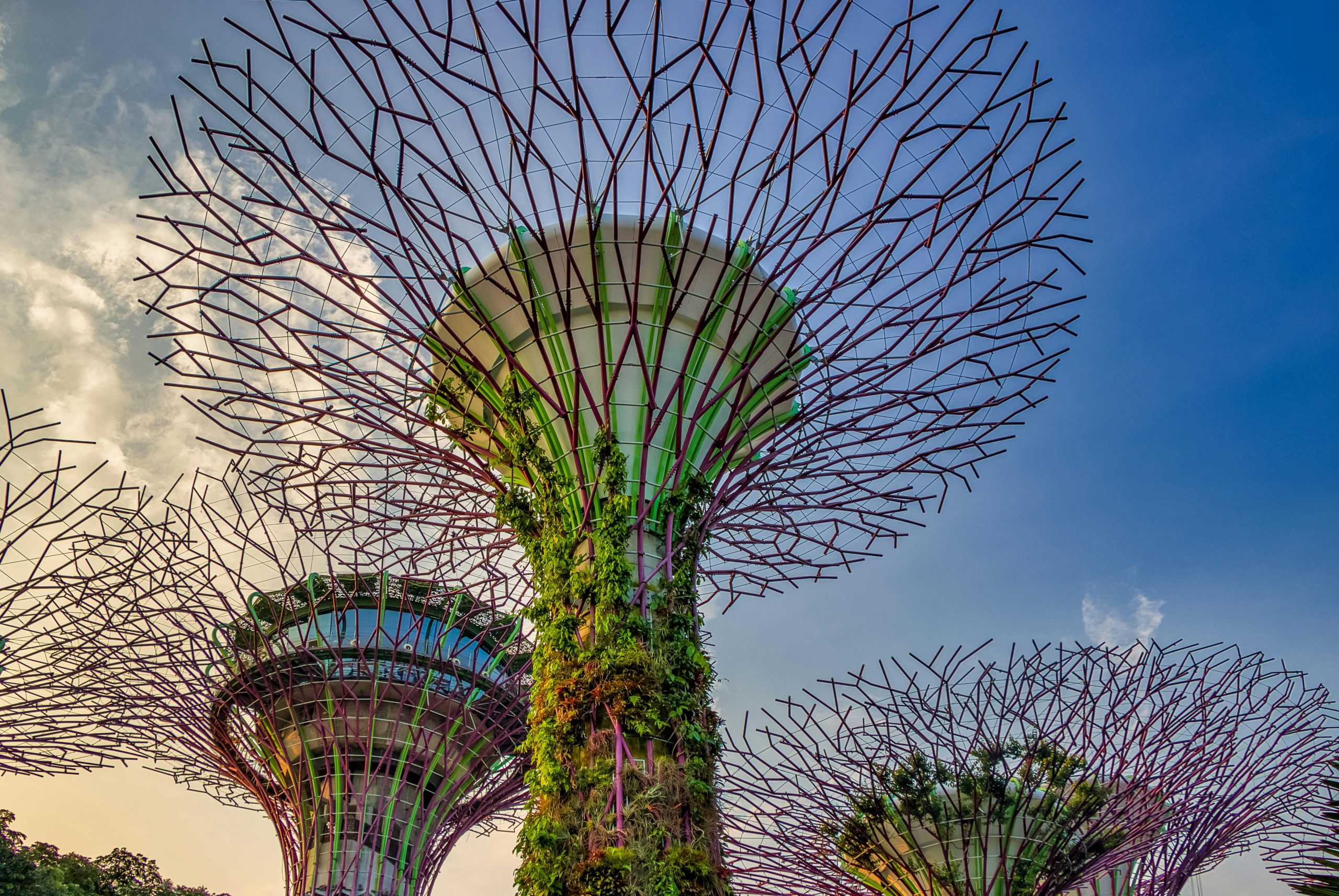 Captivating view of Singapore's Supertree Grove against a blue sky at Gardens by the Bay.
